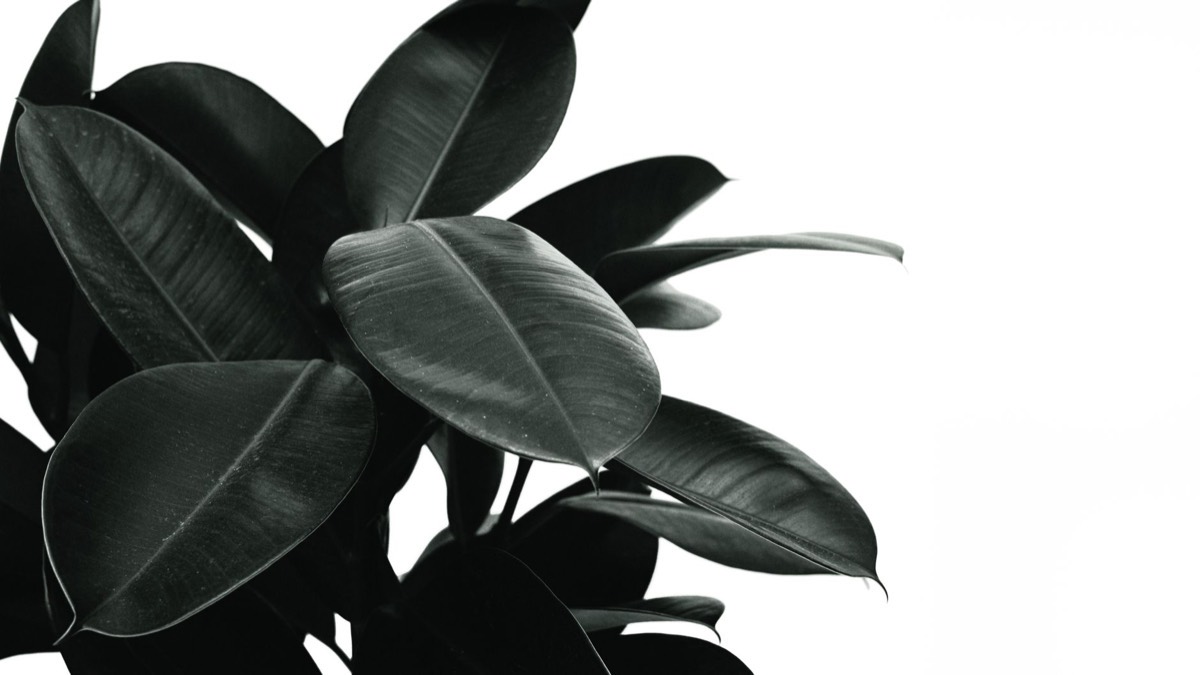Descubre los diferentes tipos de ficus para cuidar en tu hogar