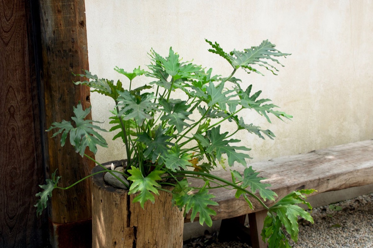 Conoce todo sobre el Philodendron Xanadu: cuidados, propagación y curiosidades