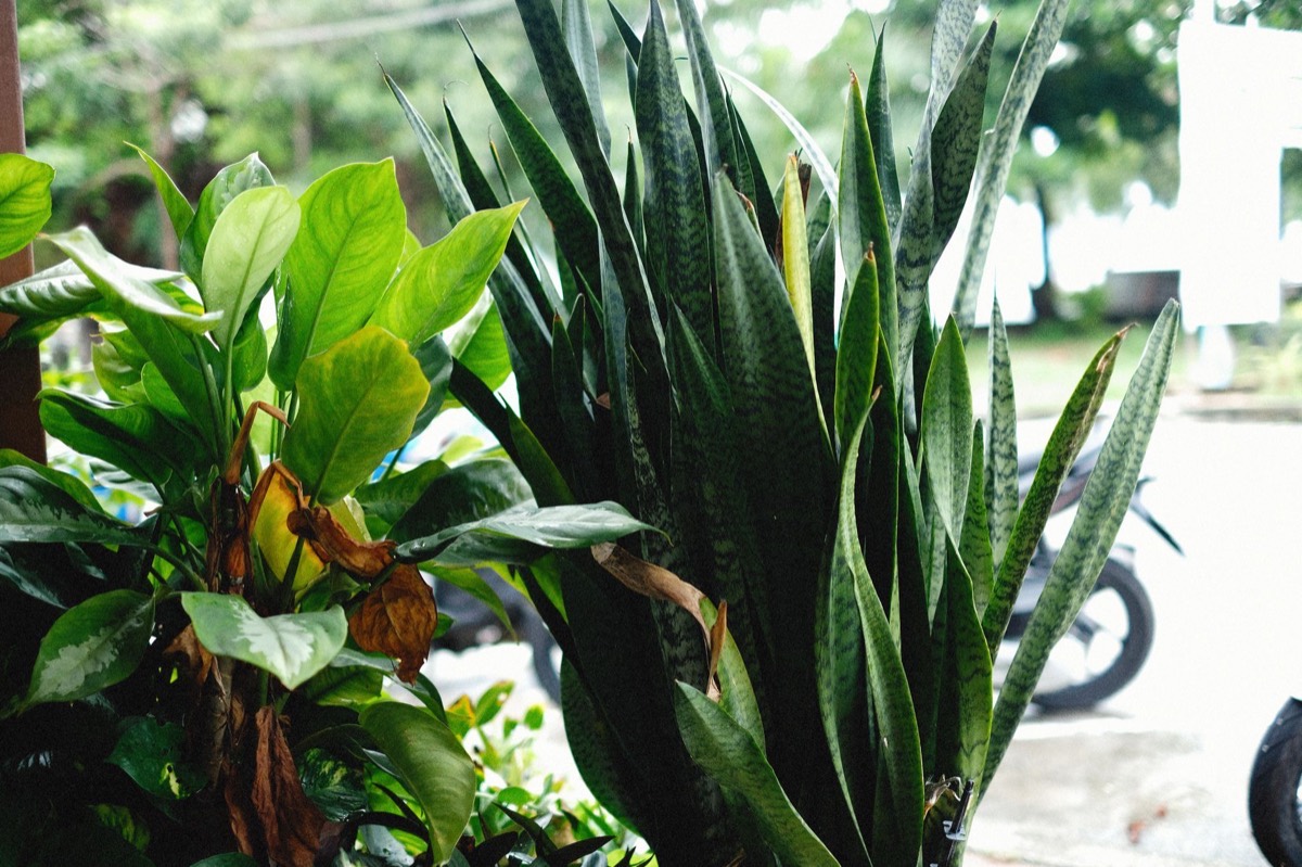 Plantas espada de san jorge
