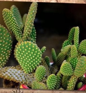 Cactus