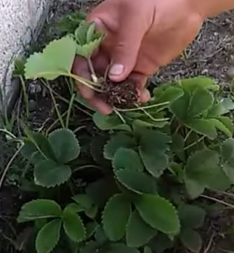 Plantar acodo.png