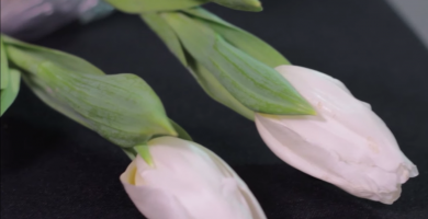 Tulipanes en agua