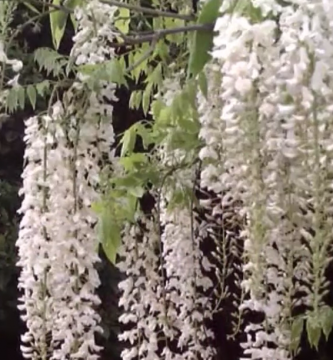 Wisteria sinensis