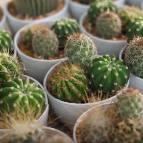 trasplantar Cactus Bebés