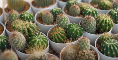 trasplantar Cactus Bebés