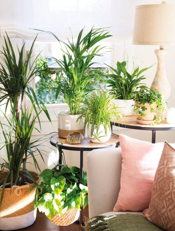 Las mejores y más resistentes plantas de interior Plantasmanía 🌱 🌱 Las mejores y más resistentes plantas de interior Plantasmanía 🌱 🌱