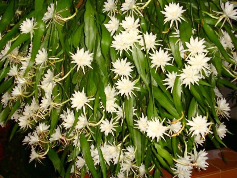 Conoce la Dama de Noche características, cuidados, enfermedades y más 🌱 Conoce la Dama de Noche características, cuidados, enfermedades y más 🌱