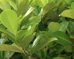 Cuidados Laurel