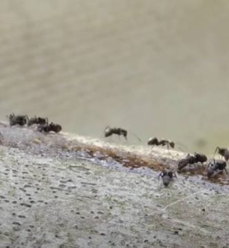 Quitar hormigas casa