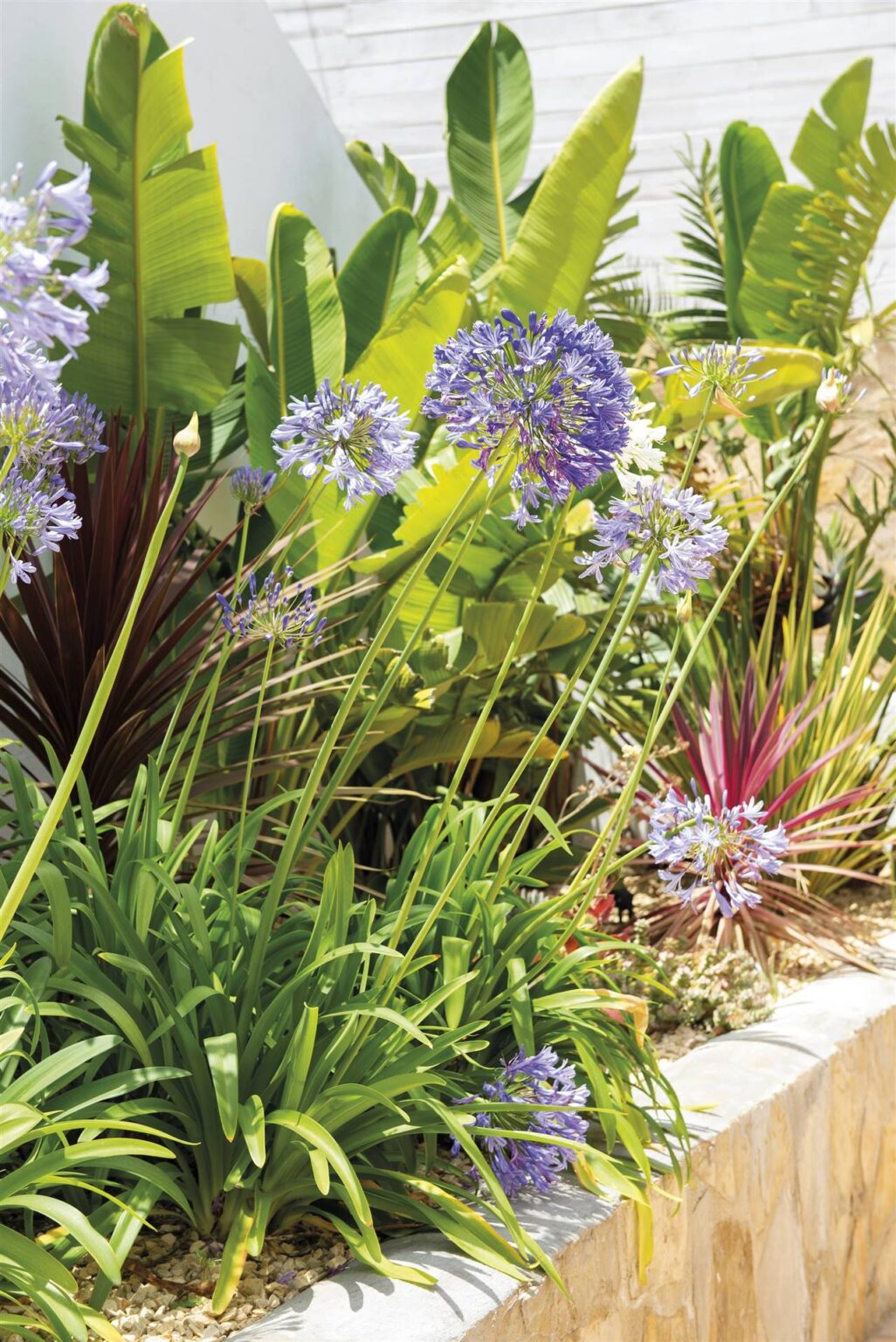 plantas que duran todo el año exterior Plantasmanía 🌱 🌱 plantas que duran todo el año exterior Plantasmanía 🌱 🌱