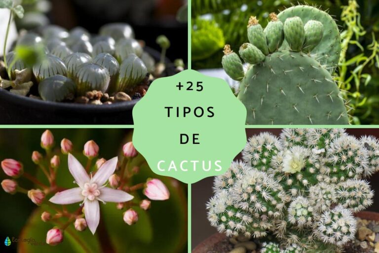 Tipos de cactus y sus nombres Plantasmanía 🌱 🌱