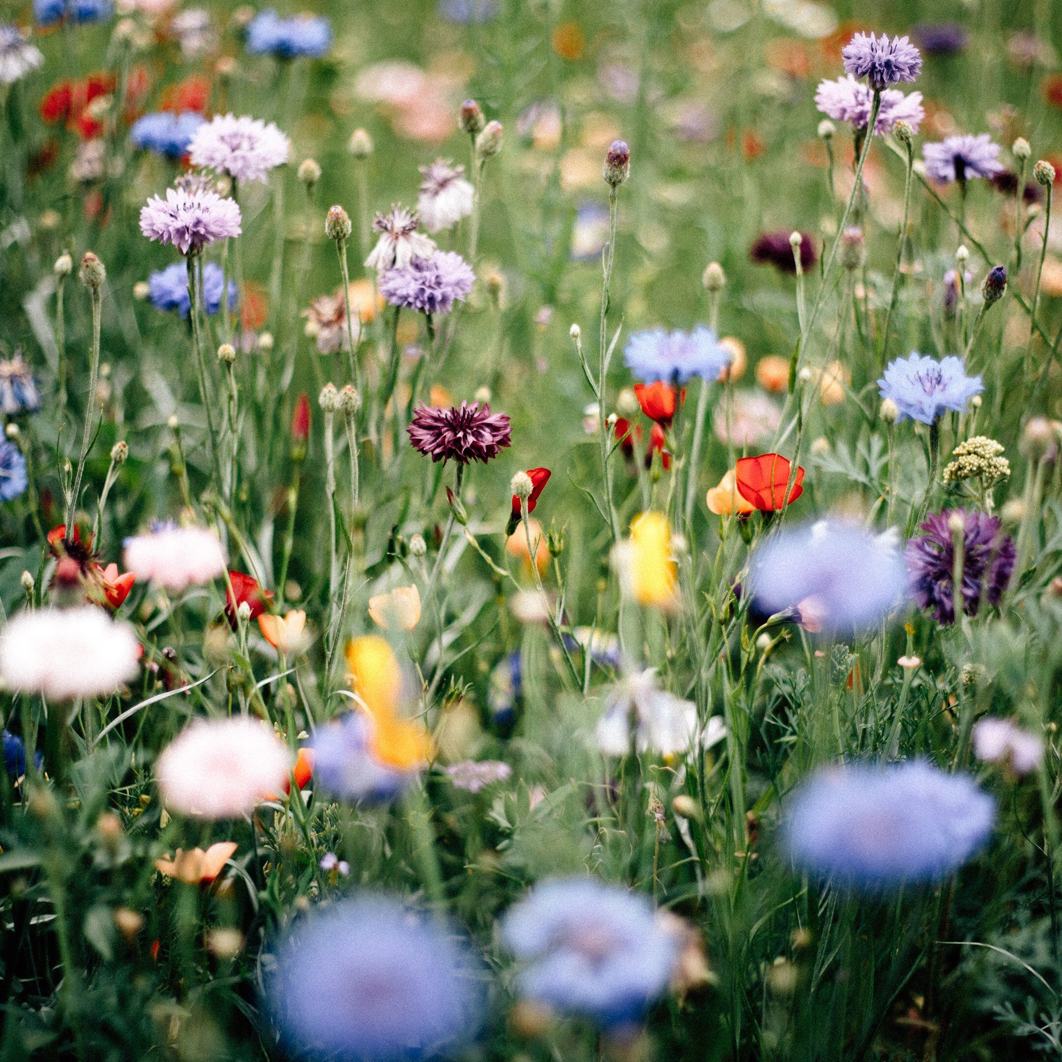 10 hermosas flores de campo para decorar tu hogar