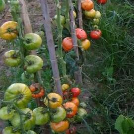 ¿A qué distancia debes plantar tus tomateras para obtener una buena cosecha?
