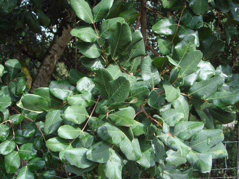 Cómo plantar y cuidar algarrobos en tu jardín o huerto Plantasmanía 🌱 🌱