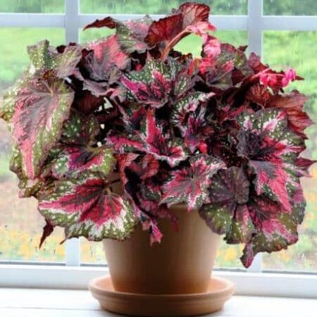Conoce la belleza y cuidados de la Begonia Rex: consejos para mantenerla radiante.