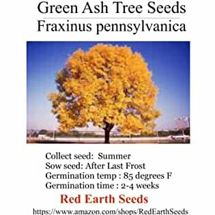 Fresno: Cuidados y consejos para el crecimiento de este hermoso árbol