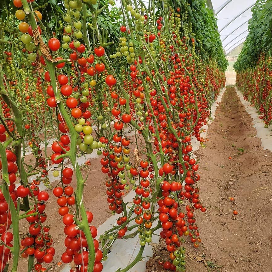 La importancia de la distancia en la plantación de tomates: todo lo que debes saber.