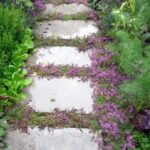 10 plantas tapizantes perennes resistentes para decorar tu jardín todo el año