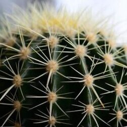 Cómo esquejar cactus y lograr nuevas plantas: consejos y trucos