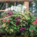 Consejos para combinar diferentes plantas en tus jardineras y crear un jardín espectacular