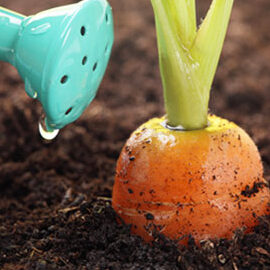 Consejos para estimular el crecimiento de tus plantas de zanahoria