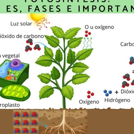 Descubre cómo funciona la fotosíntesis y por qué es vital para el crecimiento de tus plantas