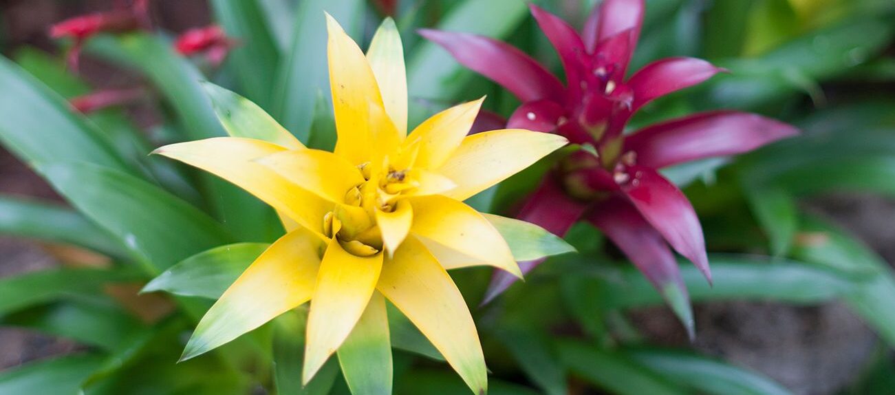 Descubre el significado detrás de las hermosas plantas lazos de amor Plantasmanía 🌱 🌱 Descubre el significado detrás de las hermosas plantas lazos de amor Plantasmanía 🌱 🌱