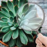 Guía completa para el cuidado de suculentas: todo lo que necesitas saber.