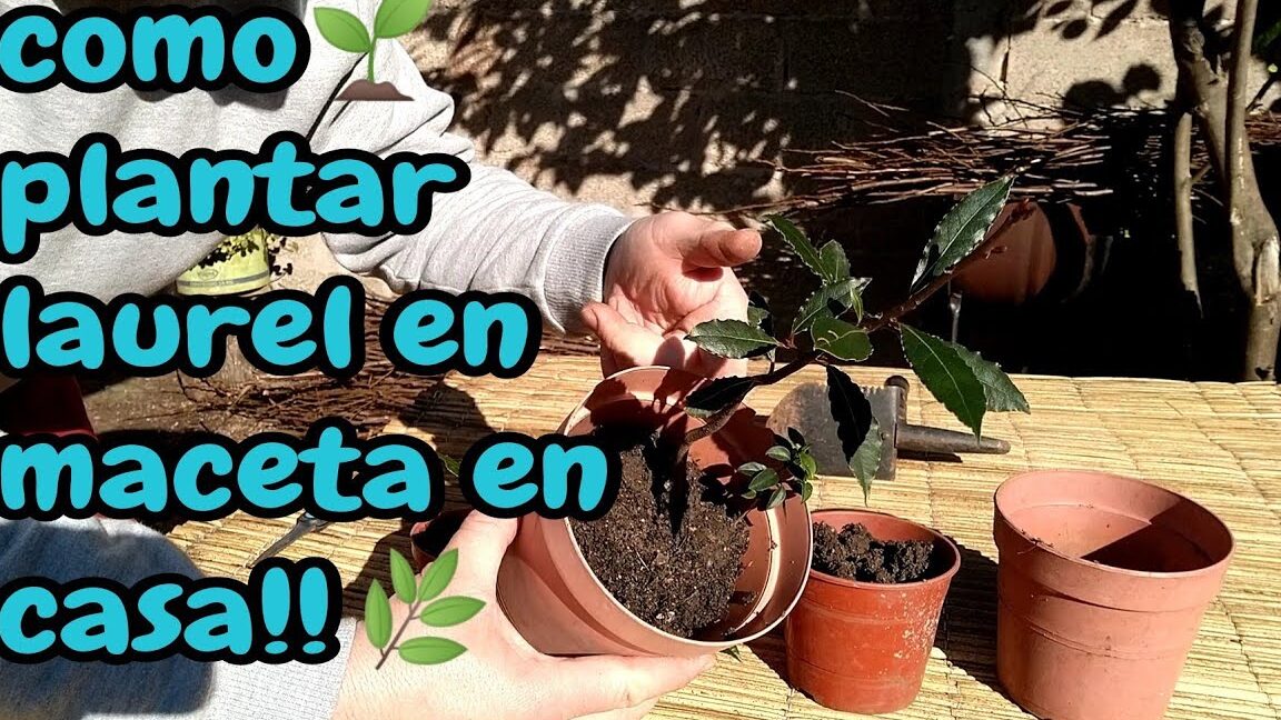 Guía completa para plantar laurel en maceta y cuidarlo adecuadamente Plantasmanía 🌱 🌱 Guía completa para plantar laurel en maceta y cuidarlo adecuadamente Plantasmanía 🌱 🌱