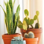 Las mejores plantas crasas para decorar tu exterior con estilo