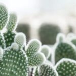 Los diferentes tipos de cactus: conoce sus características y cuidados