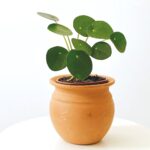 Nombres únicos para suculentas: Encuentra el perfecto para tu planta