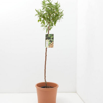 Todo lo que debes saber antes de comprar un almendro para tu jardín