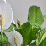10 plantas que crecen rápido y darán vida a tu hogar en poco tiempo