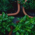 5 Plantas que puedes tener en casa sin provocar sarpullido