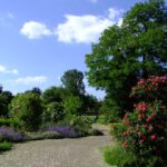 6 hermosos árboles para un jardín pequeño: ¡Encuentra la opción perfecta!