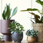 7 consejos imprescindibles para los cuidados de tus plantas