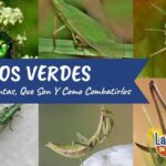 Bichos amarillos en las plantas: Cómo identificarlos y combatirlos eficazmente