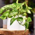 Bromelia: Consejos y cuidados para mantener esta hermosa planta en tu hogar