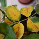 Clorosis en plantas: causas, síntomas y soluciones para mantener tus plantas saludables