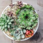 Cómo crear y mantener un hermoso jardín con suculentas: Guía paso a paso