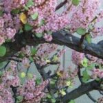 Cómo cultivar un árbol de abundancia en tu jardín: consejos y cuidados