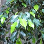 Cómo reproducir un ficus: métodos y consejos para multiplicar tus plantas
