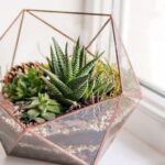 Consejos para crear jardines exuberantes con suculentas