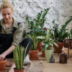 Consejos para cuidar y mantener flores nomeolvides: una guía completa