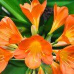 Consejos para el cuidado de flores en macetas: cómo mantener tus plantas floreciendo