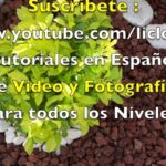 Consejos para el cuidado de las flores de Kalanchoe: ¡Embellece tu hogar con esta planta de belleza cautivadora!