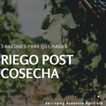Consejos sobre el riego después de fumigar: ¿Cuándo es seguro regar las plantas?