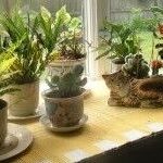 ¿Cuántas horas de luz necesita una planta de interior? Descubre los cuidados lumínicos que requieren tus plantas en casa