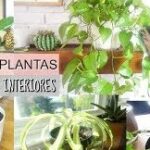 Cuidado y consejos para mantener tus plantas de interior en óptimas condiciones